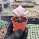 Pachyveria Glutinicaule Sukulent