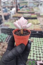 Pachyveria Glutinicaule Sukulent