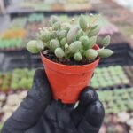 Senecio Herreianus (Karpuz tesbih)