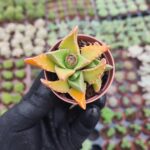 Faucaria Tigrina - Timsah Ağzı sukulent