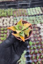 Faucaria Tigrina - Timsah Ağzı sukulent