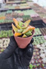 Faucaria Tigrina - Timsah Ağzı sukulent - Görsel 2