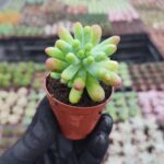 Sedum Pachyphyllum Rose cluster