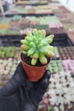 Sedum Pachyphyllum Rose cluster