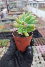 Sedum Pachyphyllum Rose cluster - Görsel 2