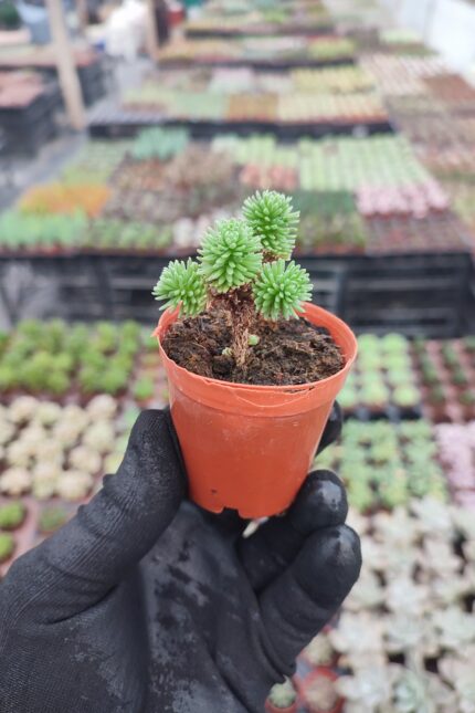 Sedum Multiceps Bonsai