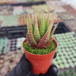 Haworthia Fasciata