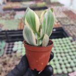 Crassula Ovata Tricolor