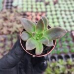 Echeveria Serrena Sukulent