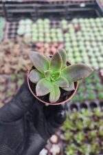 Echeveria Serrena Sukulent