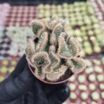 Opuntia tuna cristata Beyin Kaktüs