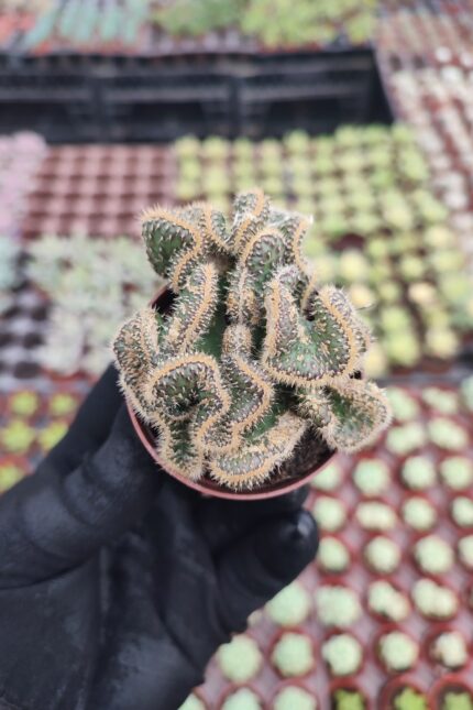 Opuntia tuna cristata Beyin Kaktüs