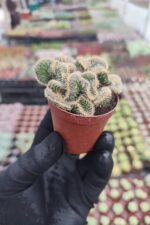 Opuntia tuna cristata Beyin Kaktüs - Görsel 2