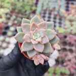 Graptopetalum Urla Pink