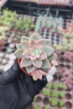 Graptopetalum Urla Pink