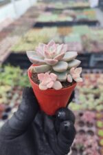 Graptopetalum Urla Pink - Görsel 2