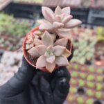 Graptosedum bronze