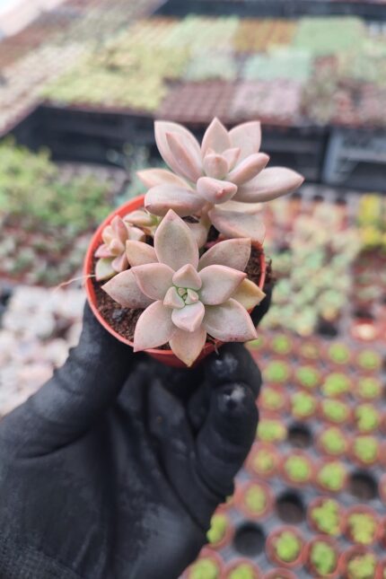 Graptosedum bronze