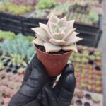 Echeveria madiba