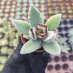 Kalanchoe Panda Plant