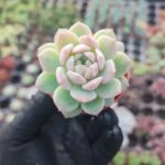 Echeveria prolifica Sukulent