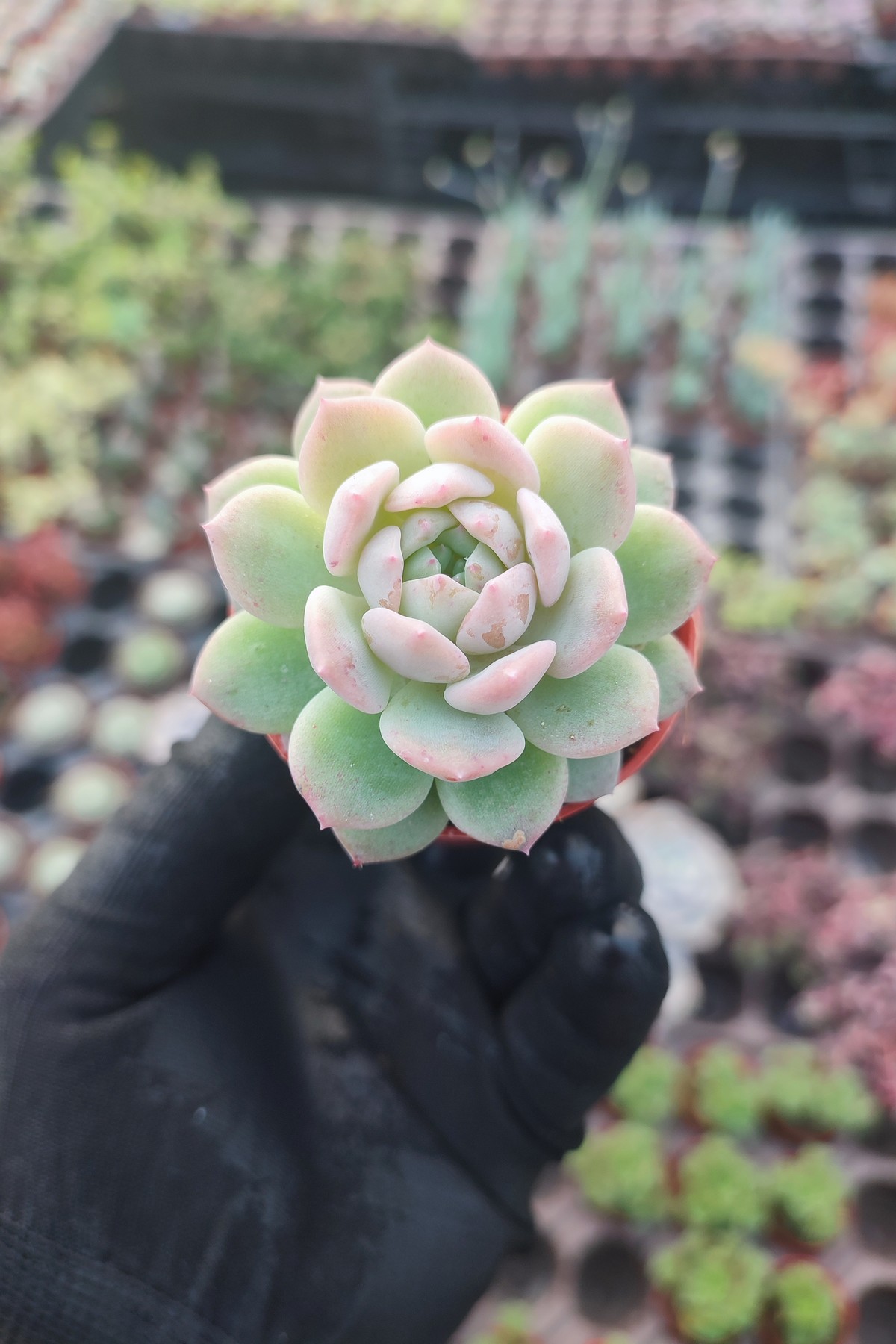 IMG_20251202_130001 Echeveria prolifica Sukulent - Görsel 1