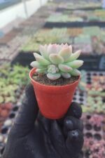Echeveria prolifica Sukulent - Görsel 2