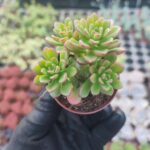 Sedum Joyce