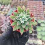 Echeveria Pulvinata Set Oliver