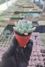 Pachyveria clavifolia - Görsel 2