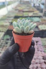 Pachyveria clavifolia - Görsel 3