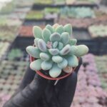 Pachyveria clavifolia