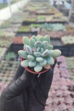 Pachyveria clavifolia