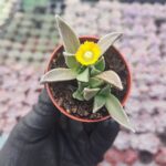 Aloinopsis Rubrolineata