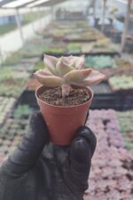 Graptoveria Albert Baynes Sukulent - Görsel 3