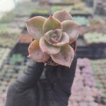 Graptoveria Albert Baynes Sukulent