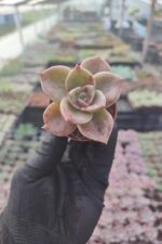 Graptoveria Albert Baynes Sukulent