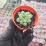 Haworthia obtusa truncata