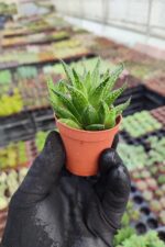 Aleo aristata - Görsel 3