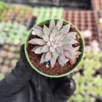 Graptopetalum Rusbyi Sukulent
