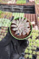 Graptopetalum Rusbyi Sukulent