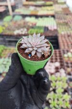 Graptopetalum Rusbyi Sukulent - Görsel 2