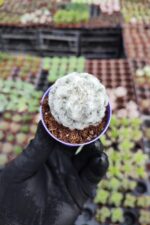 Mammillaria plumosa - Görsel 2