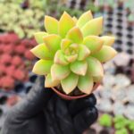 Sedum Adolphi Sukulent