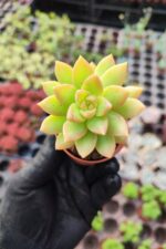 Sedum Adolphi Sukulent