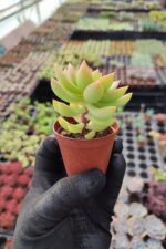 Sedum Adolphi Sukulent - Görsel 2