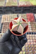 Astrophytum quadricostatum nudum - Görsel 2