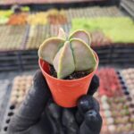 Astrophytum quadricostatum nudum