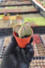 Astrophytum quadricostatum nudum