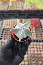 Astrophytum myriostigma quadricostatum - Görsel 2